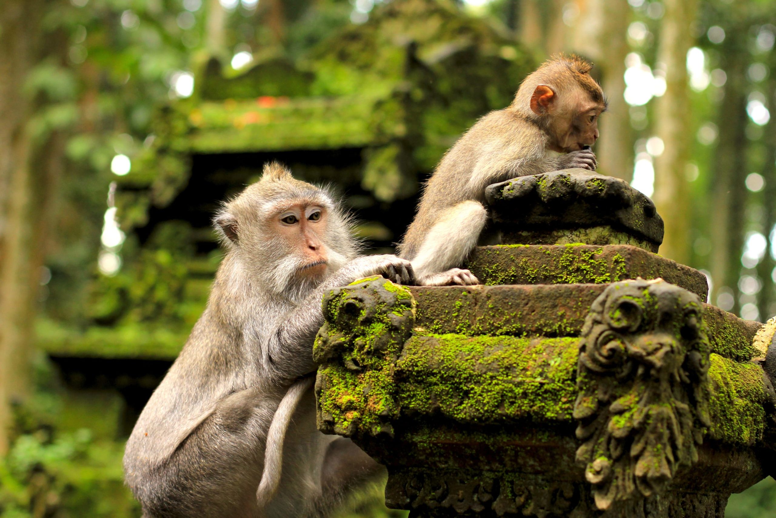 Surfing Bali Monkey Forest