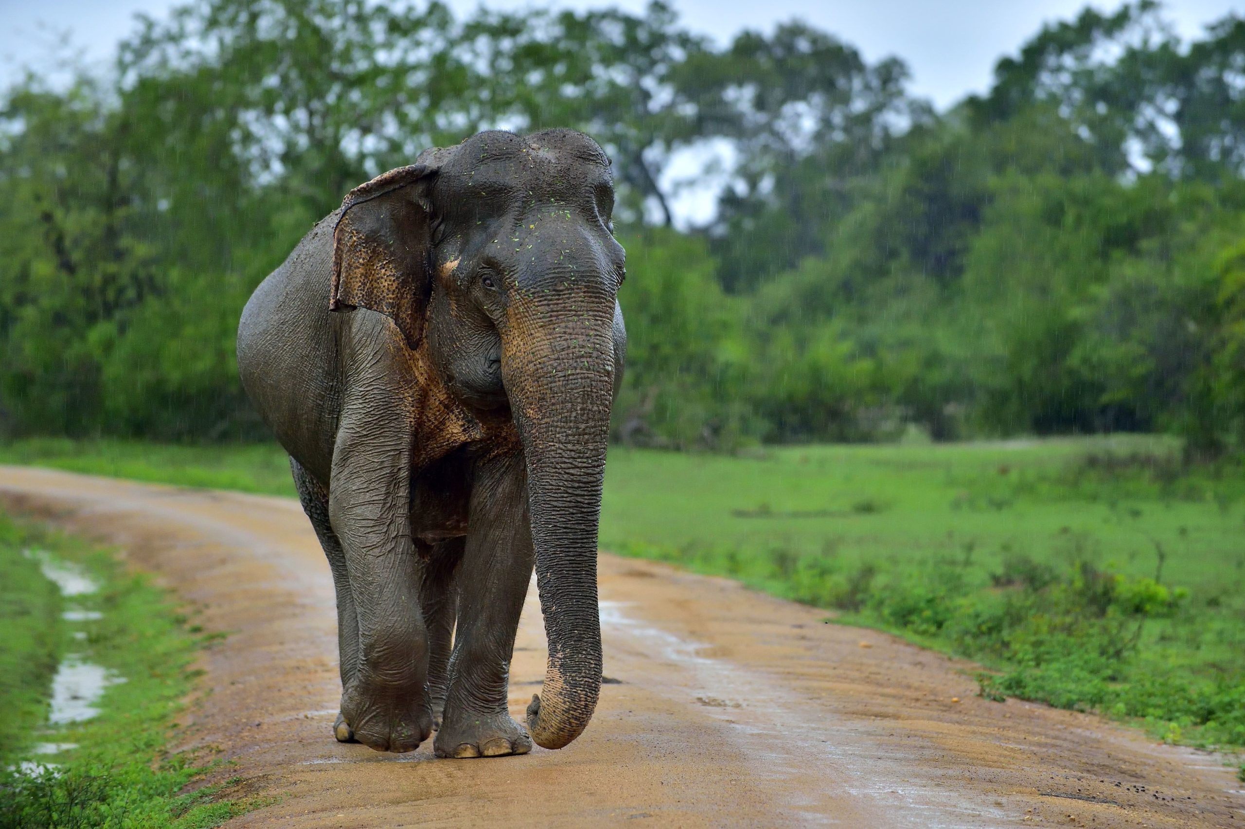 surfing sri lanka elephants