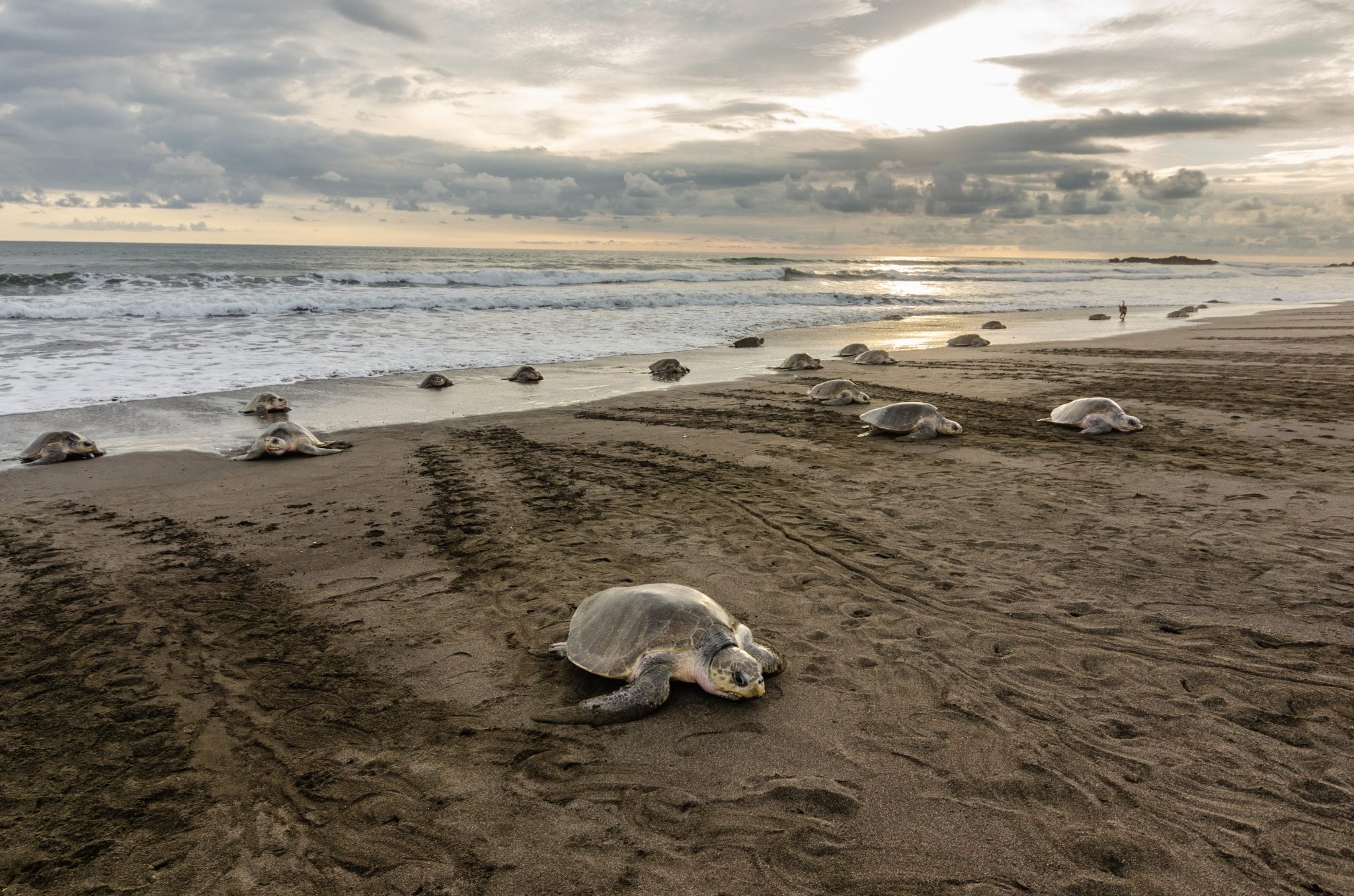 Playa Ostional​ surf spot costa rica