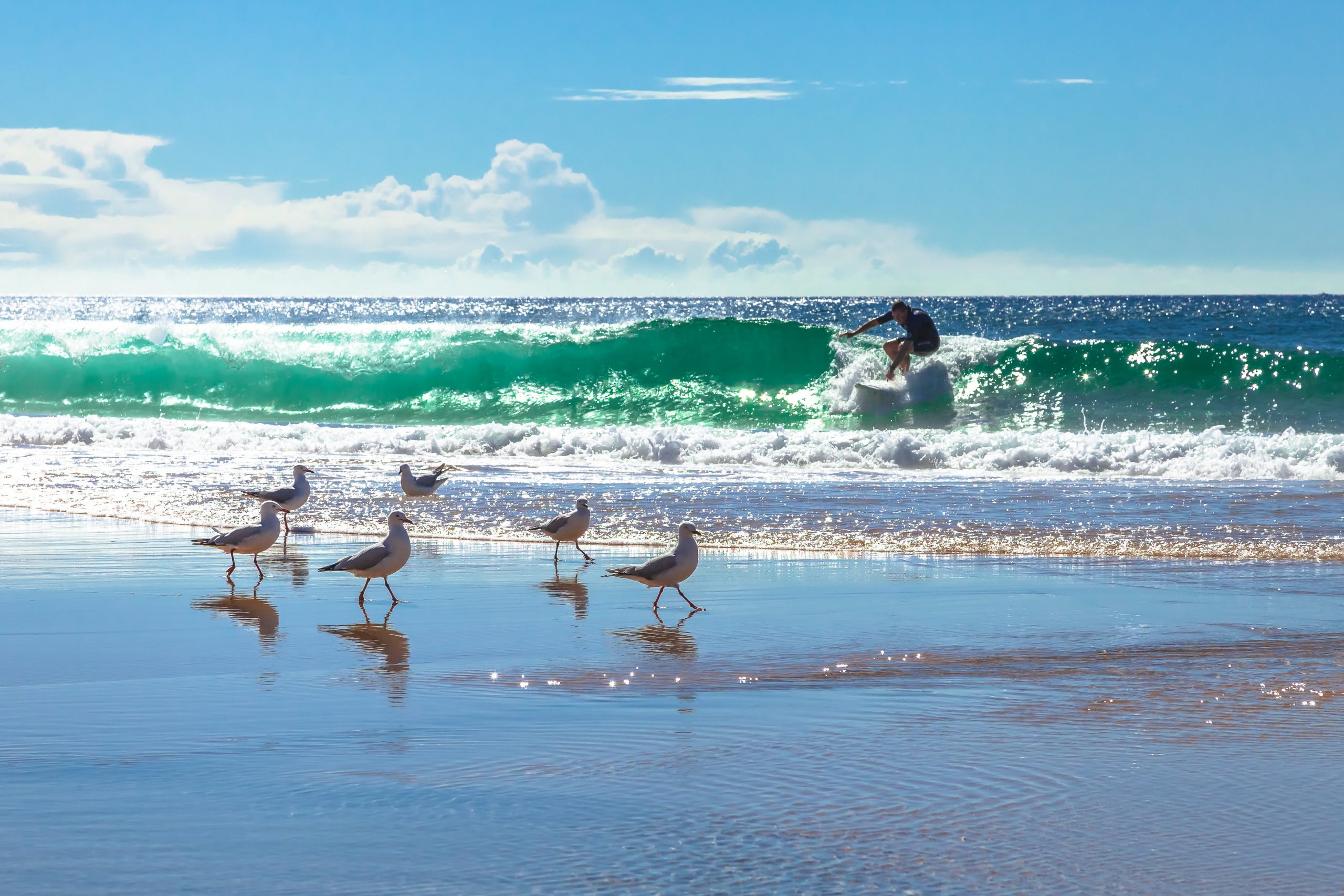 surfing beaches in Sydney